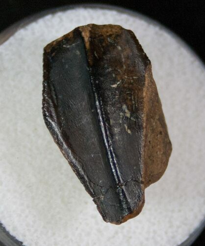 Huge Corythosaurus (Hadrosaur) Tooth - Montana #13544